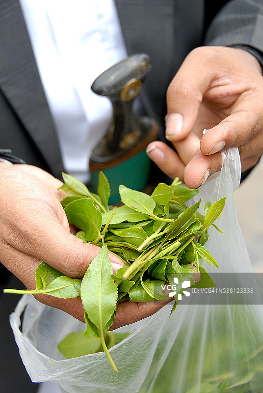 也门男子手持阿拉伯茶树叶图片素材