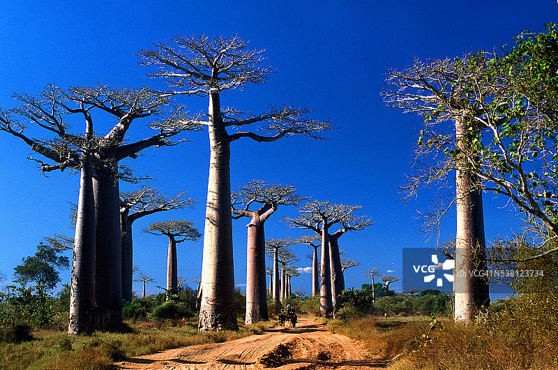 猴面包树图片素材