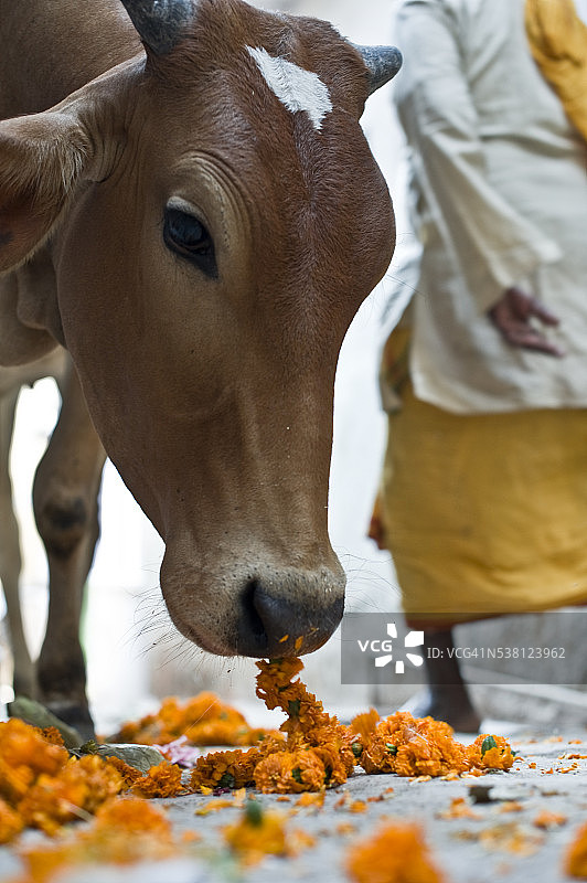 瓦拉纳西：神牛吃着花环图片素材