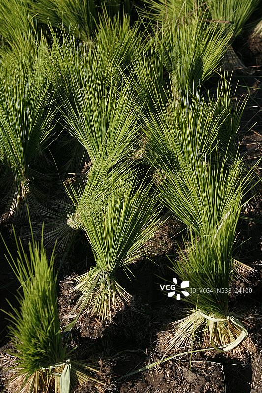巴厘岛的稻米种植图片素材