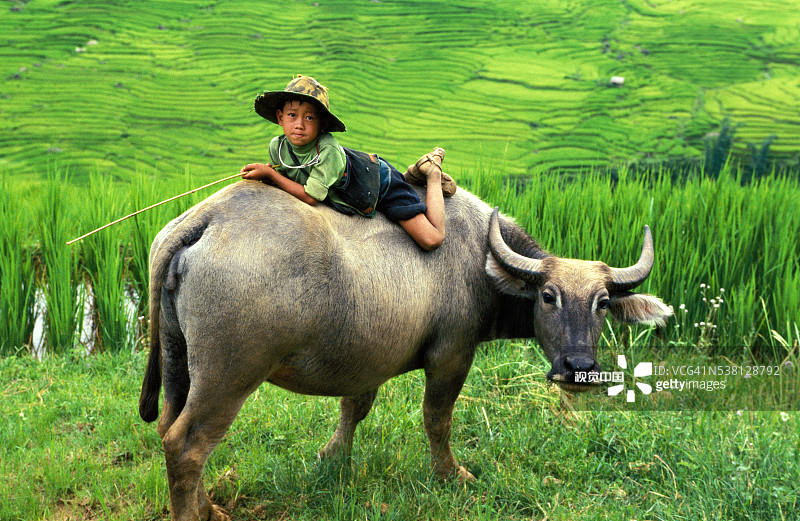 越南北部沙巴地区的牧牛人图片素材
