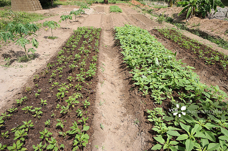 蔬菜种植园图片素材