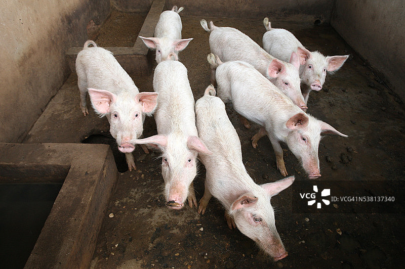 生猪养殖图片素材