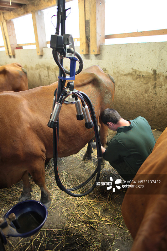 农民用机器给奶牛挤奶图片素材