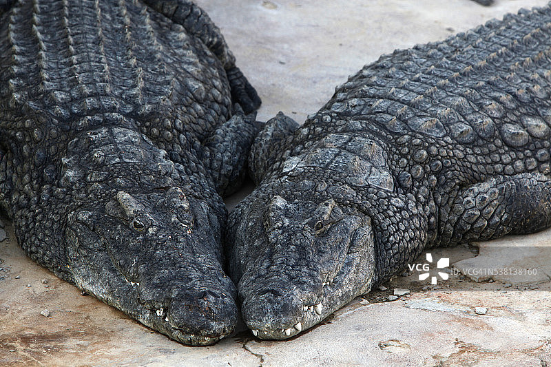 杰尔巴探索公园的鳄鱼图片素材