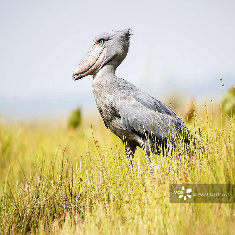 乌干达的鲸头鹳珍稀野生动物摄影图片素材