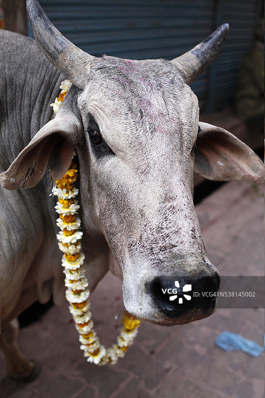 神圣的牛图片素材