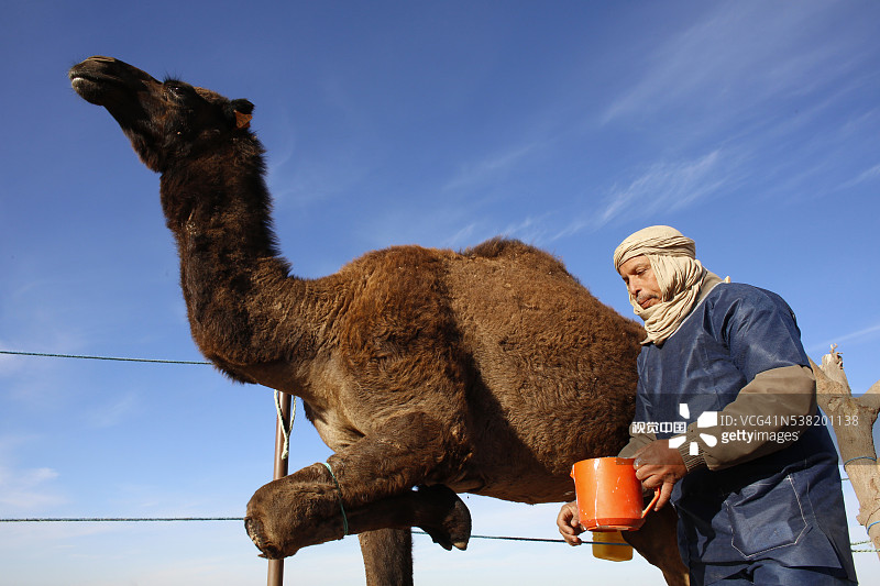 贝都因人挤单峰骆驼奶图片素材