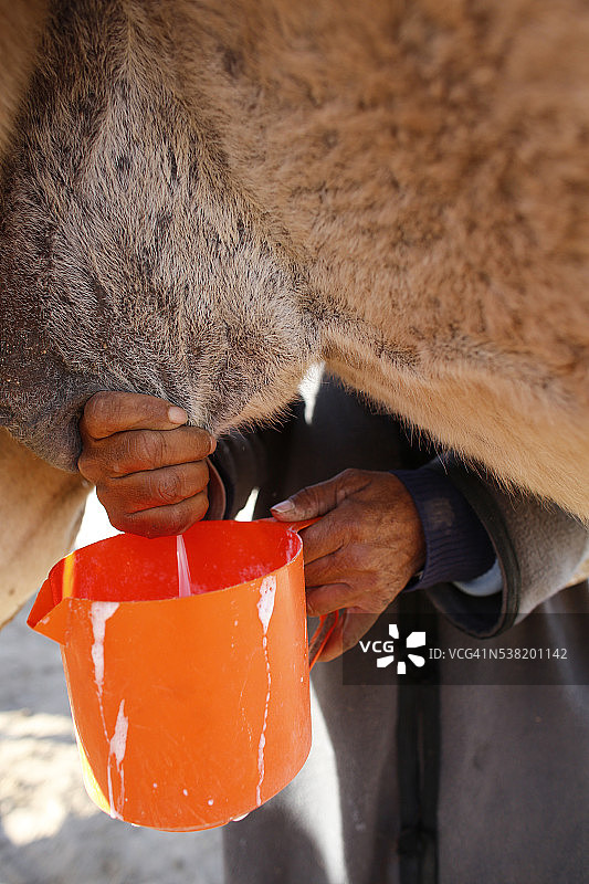 贝都因人给单峰驼挤奶图片素材