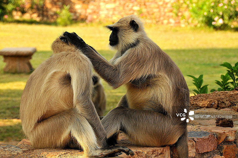 懒猴除虱图片素材