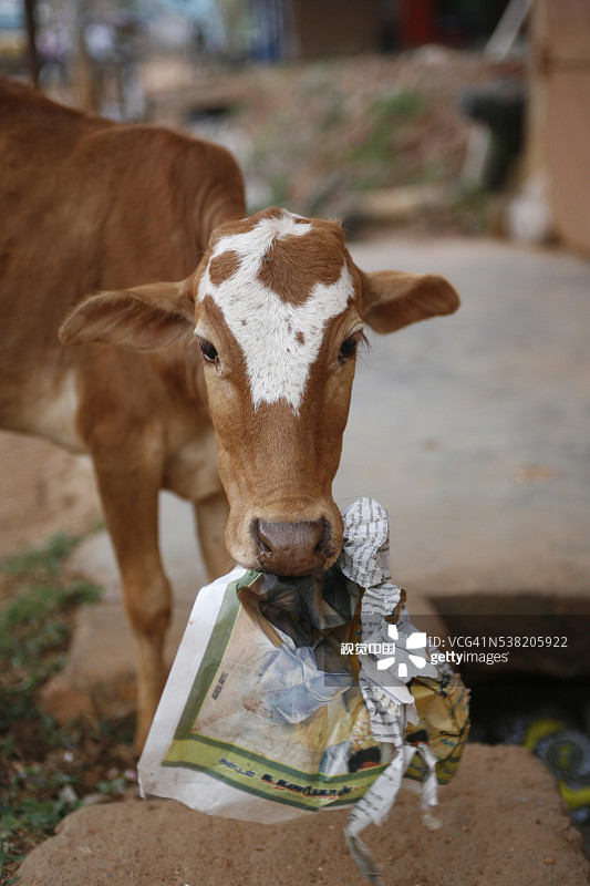 正在吃报纸的圣牛图片素材