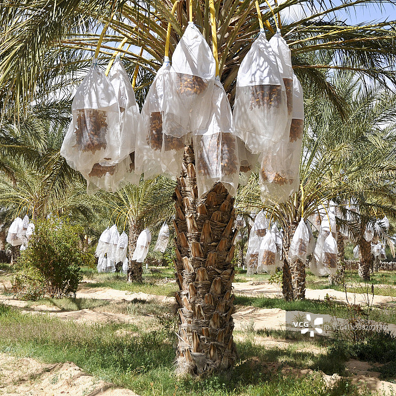 海枣树图片素材