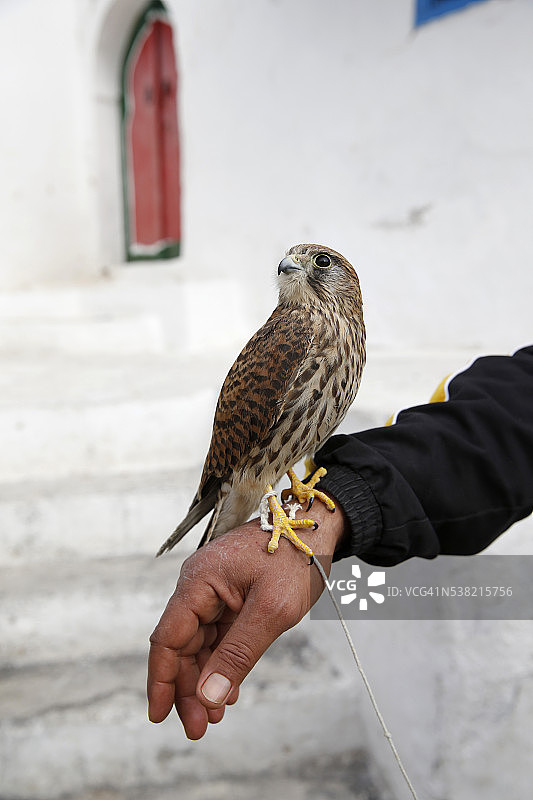 被束缚的猎鹰图片素材