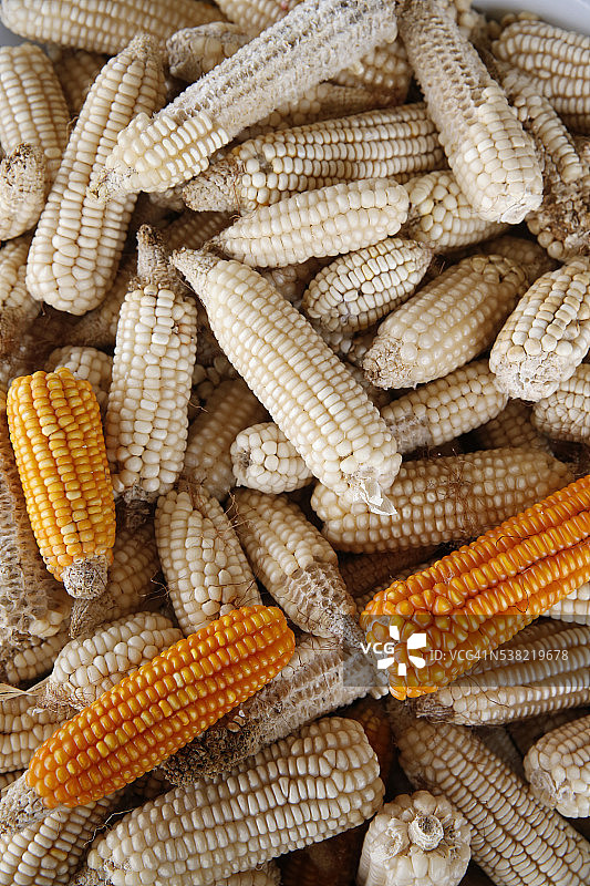 收获的玉米图片素材