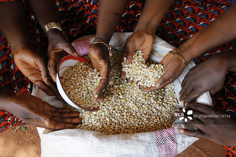 由RENACA小额信贷机构提供贷款的玉米种植者合作社图片素材