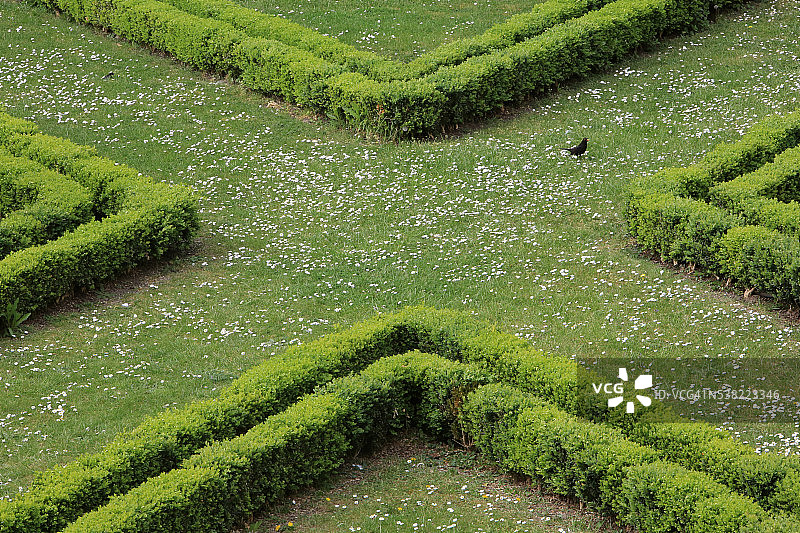 黄杨树剪裁花园图片素材
