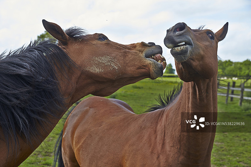 四分之一马图片素材