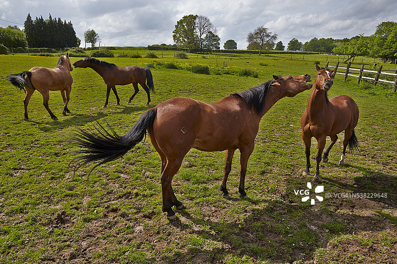 四分之一马图片素材