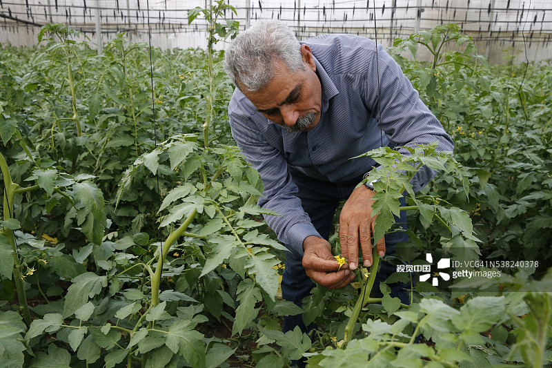 Fayez Ahmad Mohammed Taneeb (Odeh) 收到 ACAD 小额信贷提供的 7,000 美元贷款，用于种植水果和蔬菜图片素材