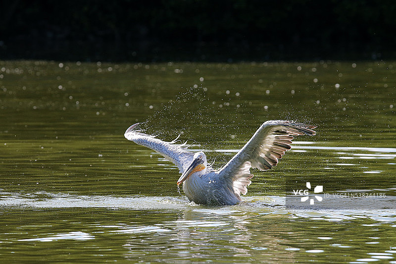 鸟类公园里的白鹈鹕图片素材