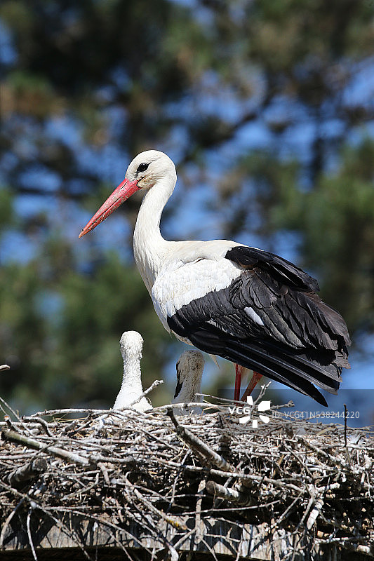 观鸟公园里的白鹳图片素材