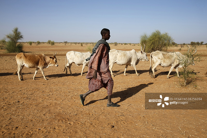 富拉尼族牧民图片素材