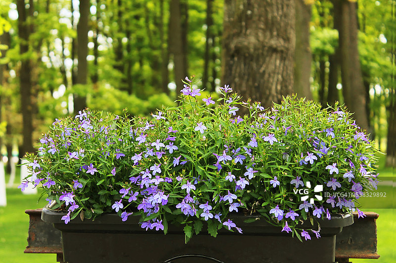 盆栽花卉图片素材