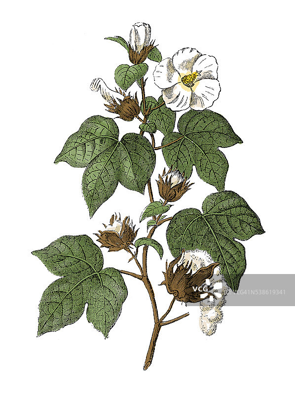 陆地棉（古董植物版画）图片素材