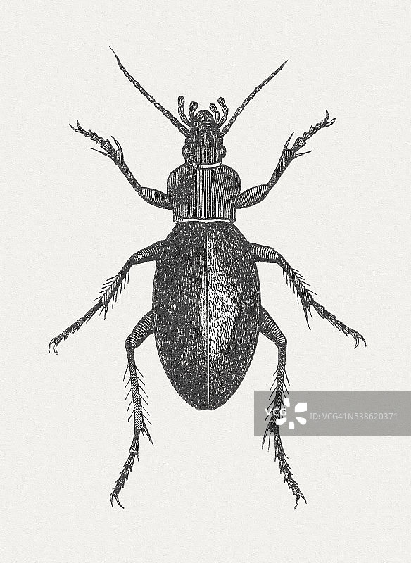 1882年发表的步行虫（Carabus coriaceus）木刻图片素材