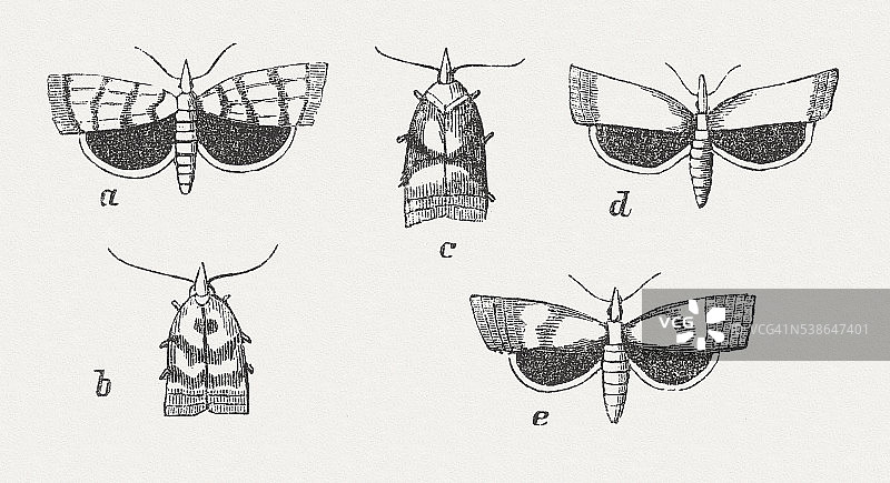 木刻《Tortrix Moth》，出版于18882年图片素材