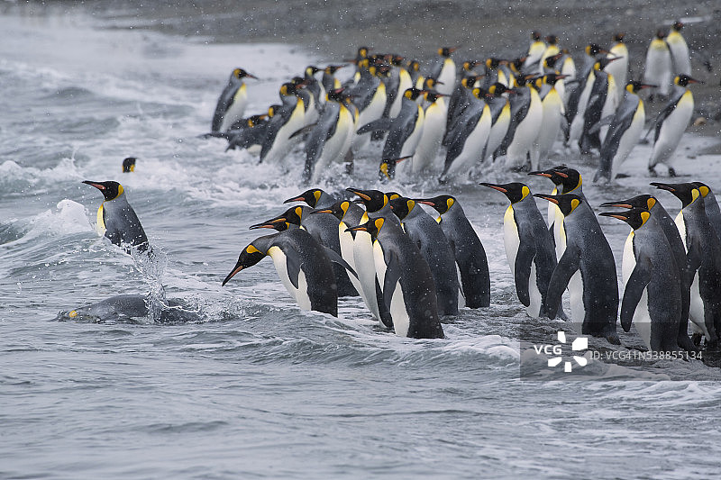 南乔治亚岛上来来往往的帝企鹅图片素材