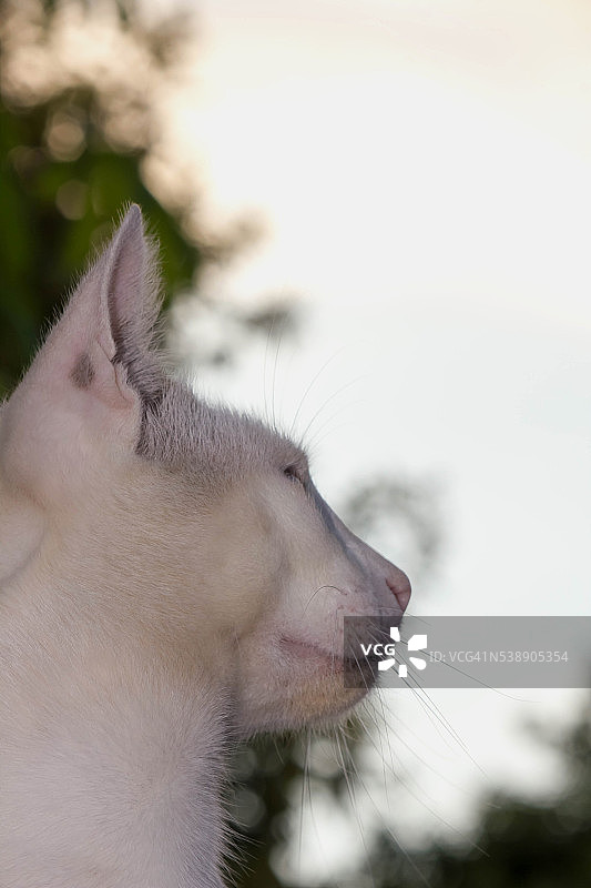 猫咪的侧面图片素材
