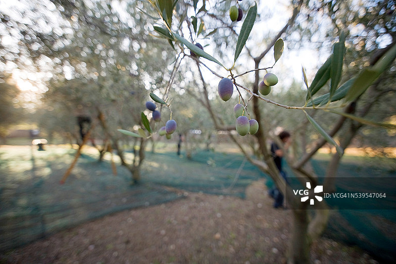 法国东南部的橄榄种植图片素材
