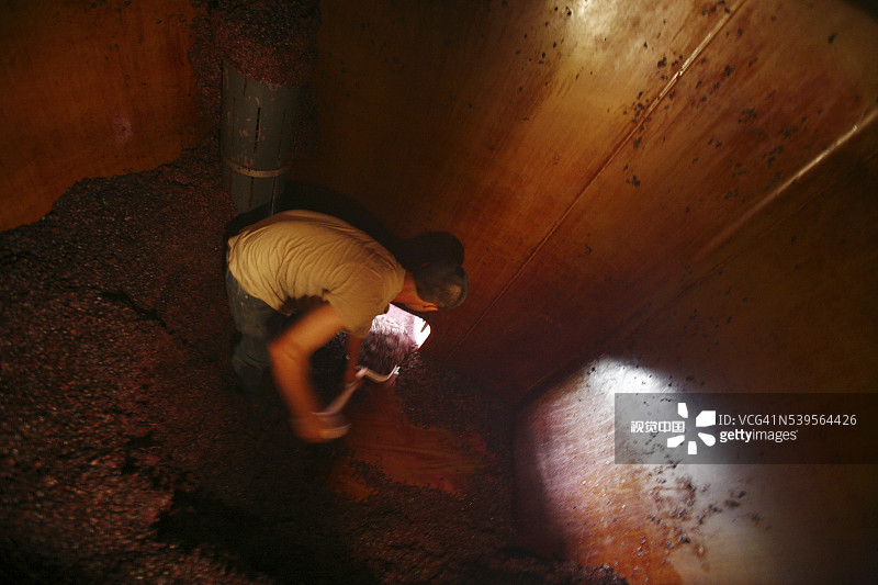 法国南部的葡萄采摘图片素材