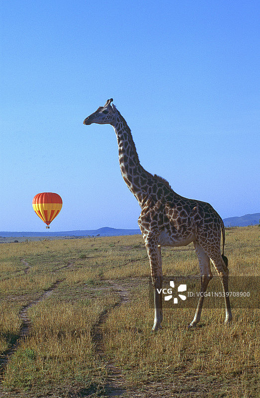 稀树草原上轮胎痕迹旁的长颈鹿图片素材