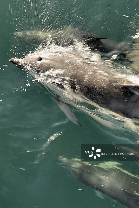 海豚群游泳图片素材