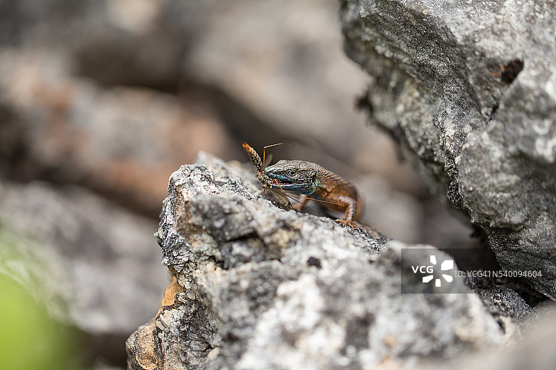 达尔马提亚蜥蜴图片素材