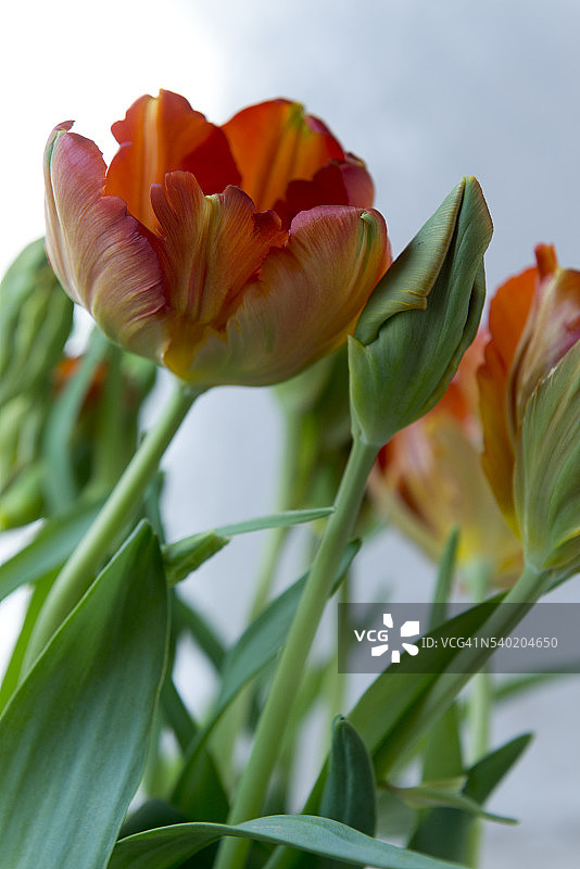 美丽的春天郁金香图片素材