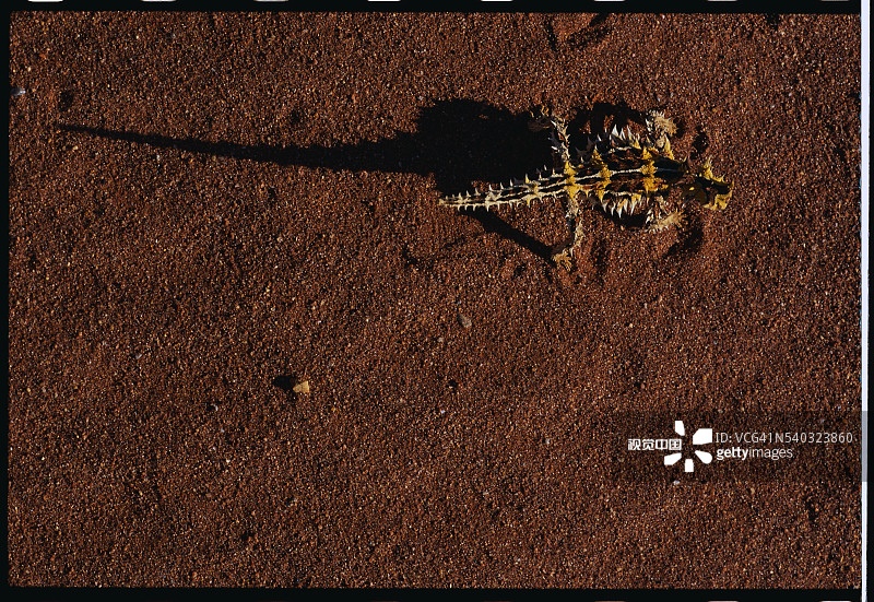 沙漠中的魔蜥图片素材