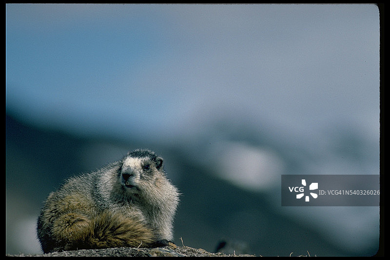 灰白旱獭图片素材