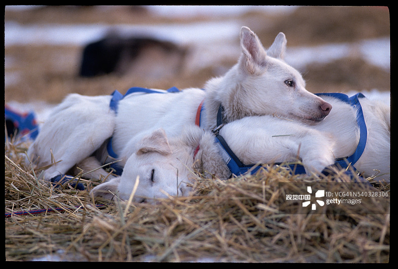 艾迪塔罗德比赛期间休息的雪橇犬图片素材