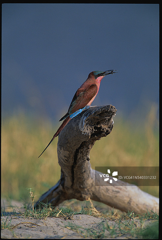 栖息在原木上的南朱红蜂虎图片素材