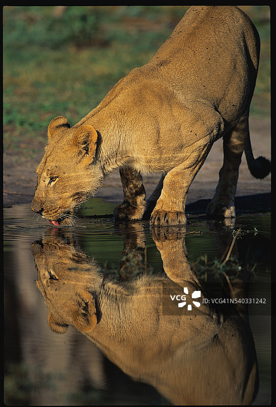 母狮饮水图片素材