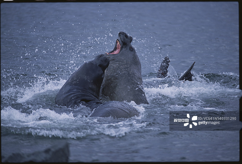 象海豹争斗图片素材
