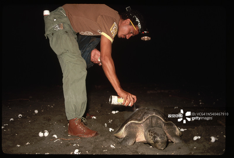 研究人员标记筑巢海龟图片素材