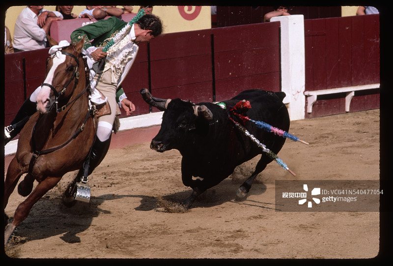 葡萄牙斗牛场内公牛追逐斗牛士图片素材