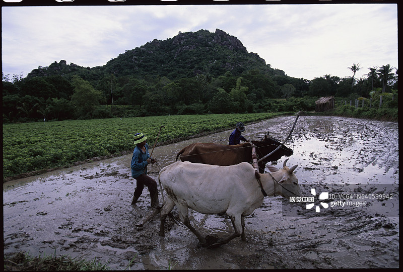 农民在泥泞的田地里耕作图片素材