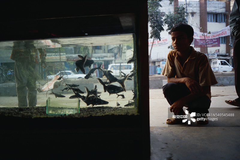 男孩在鱼缸里看鱼图片素材