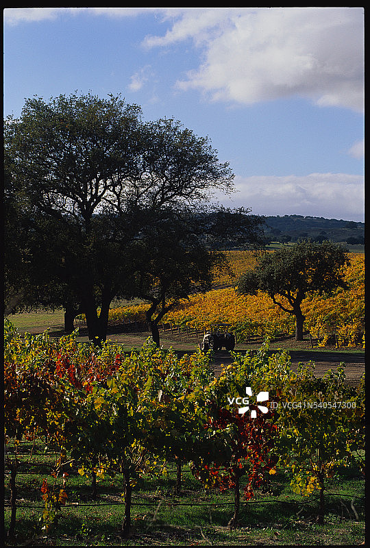 圣伊内斯山谷的葡萄园图片素材
