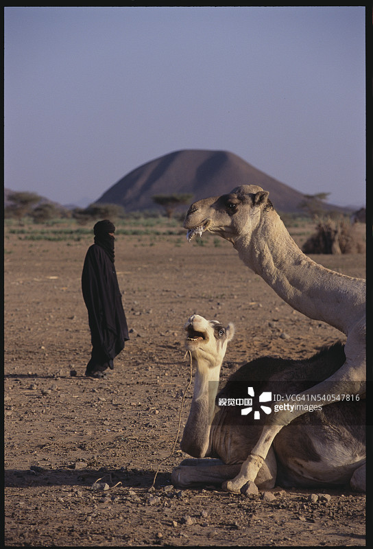 撒哈拉沙漠中交配的骆驼图片素材